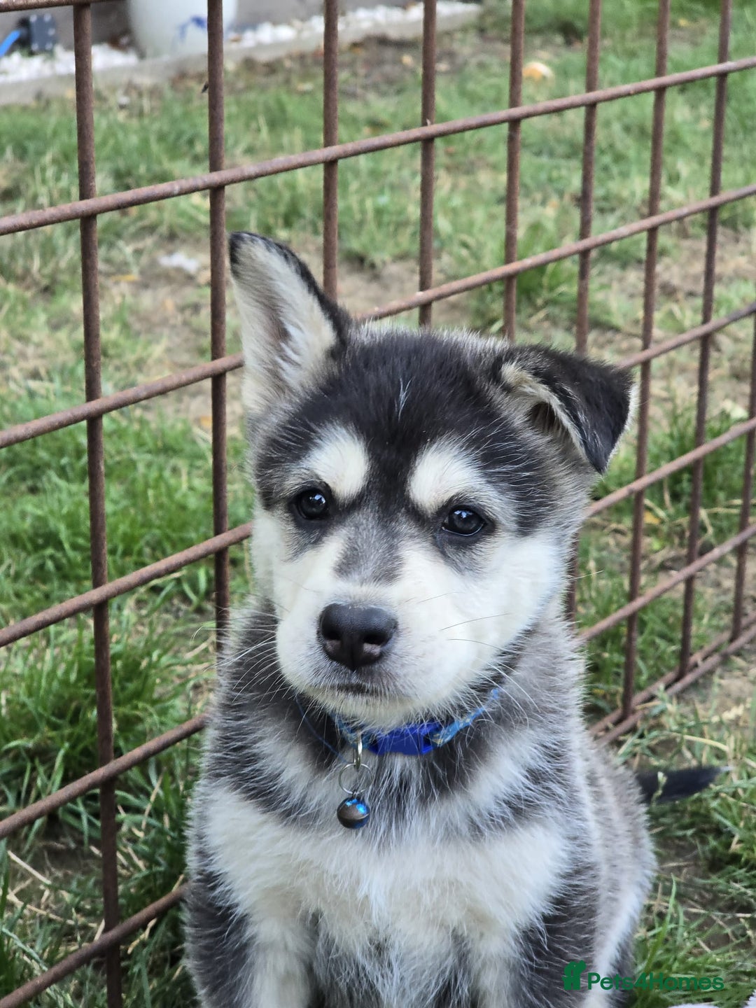 Siberian Husky dogs for sale: Beautiful Male and Female Husky pups  - Image 8
