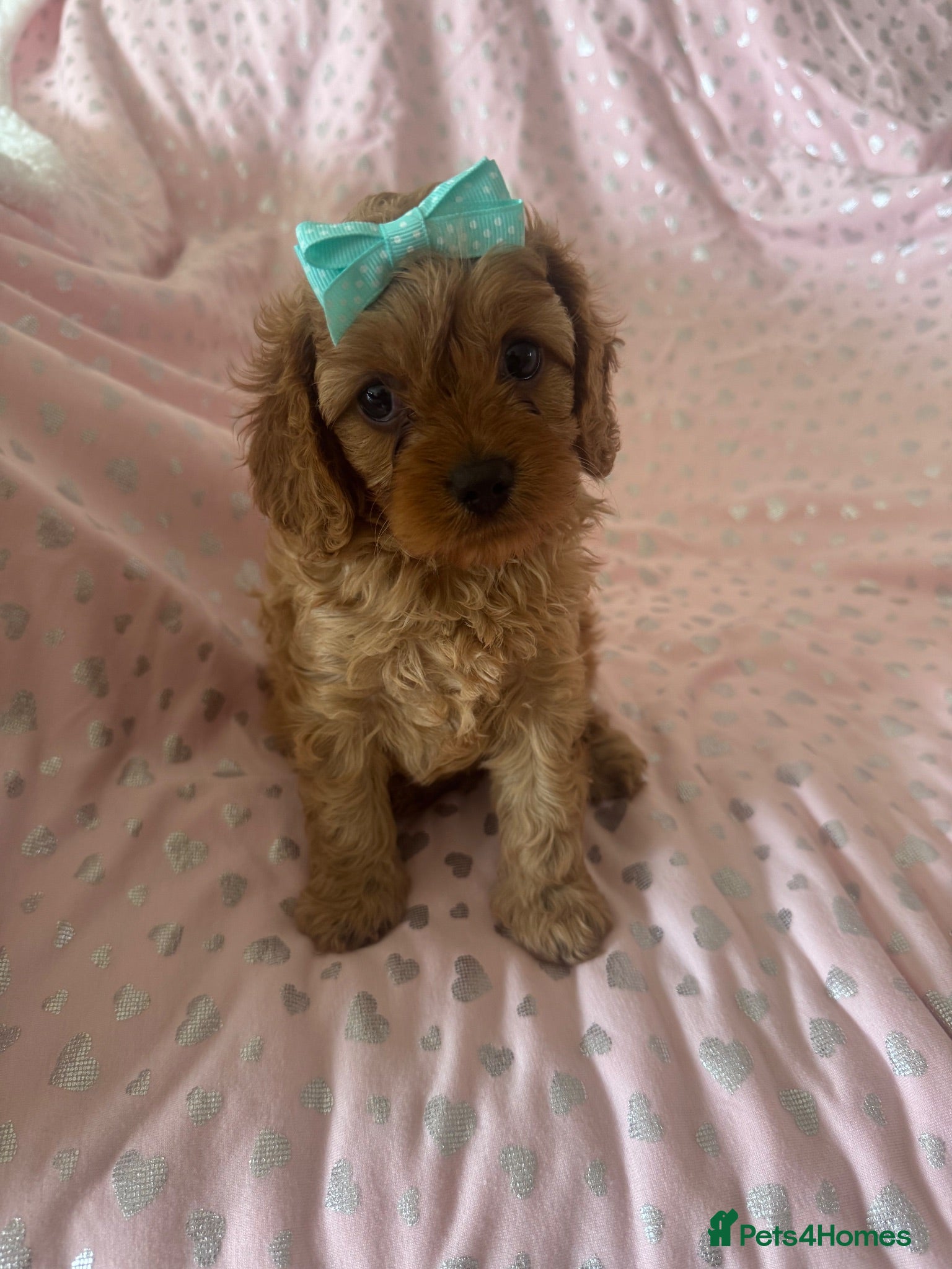 Cavapoo dogs 2 beautiful female cavapoos - Advert 2