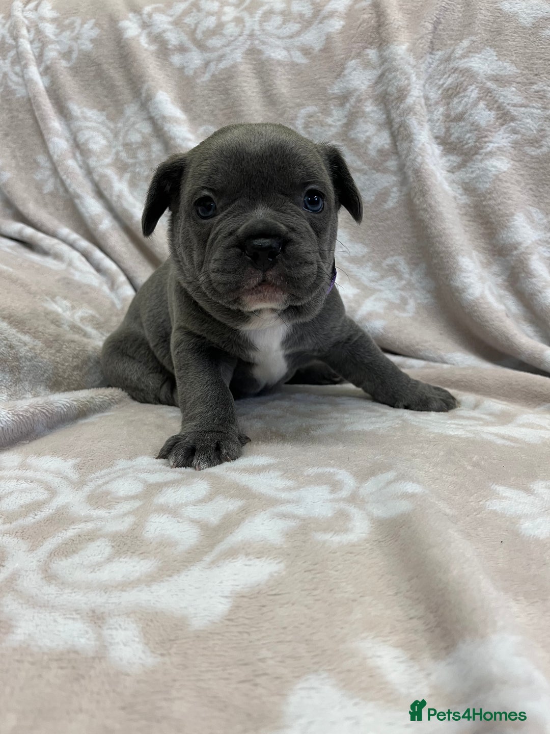 French Bulldog dogs for sale: Lovely Frenchies  - Advert 23