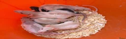 Rat rodents for sale: Baby rats 6 weeks to 8weeks old  - Advert 5