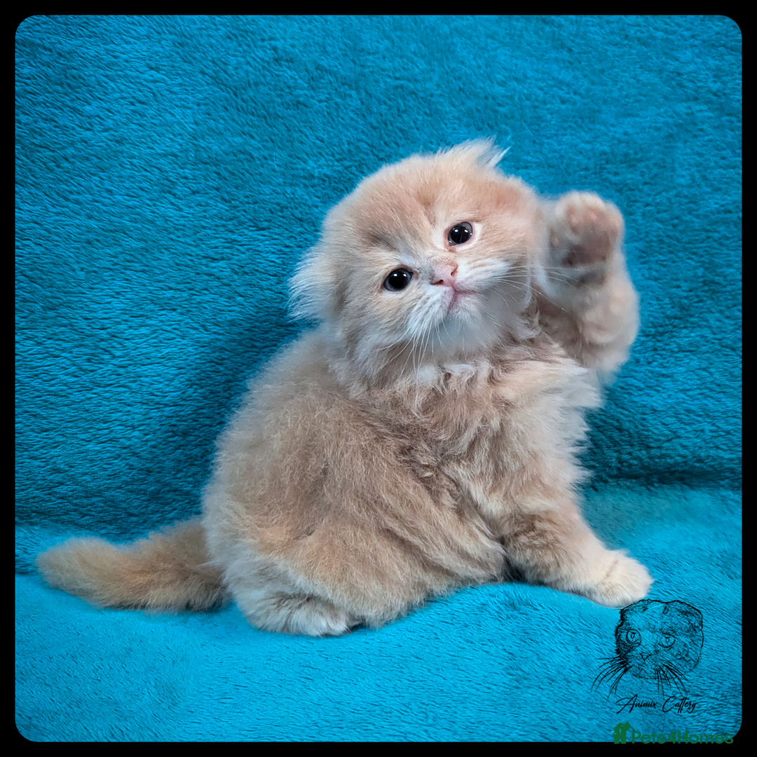 Scottish Fold cats for sale: TICA Registered Scottish kittens - Image 3