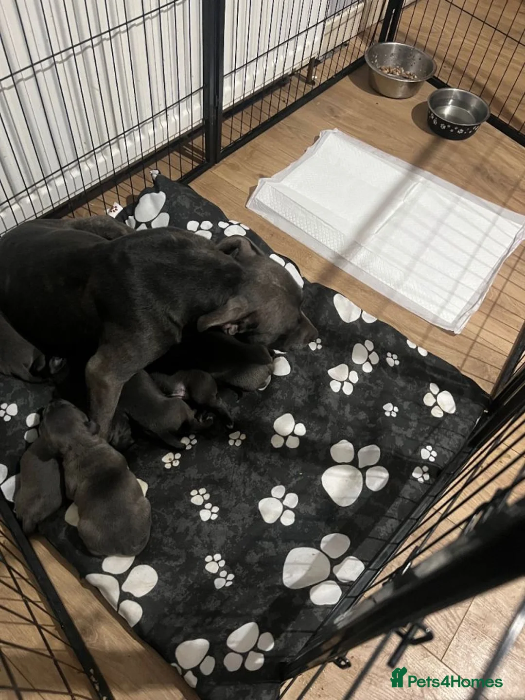 Mixed Breed dogs for sale: Beautiful Blue Staffordshire Bull Terriers 🐾  - Advert 6