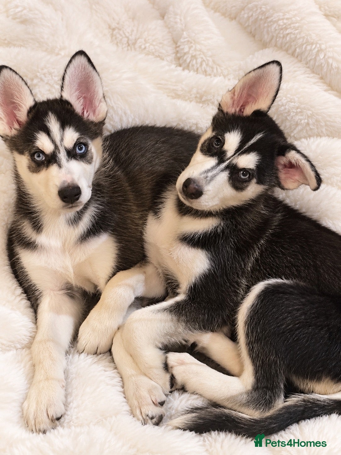 Siberian Husky dogs Stunning puppies ready to leave  - Advert 2