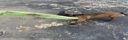 Belgian Shepherd Dog dogs for sale: DARK KC REG BELGIAN MALINOIS PUPPIES - Advert 11