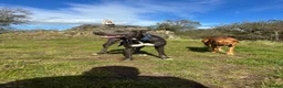 Mixed Breed dogs for sale: Rhodesian Ridgeback cross puppies in Coalville - Advert 6