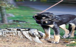 Mixed Breed dogs for adoption: Sweet Stella - reserved - Advert 18