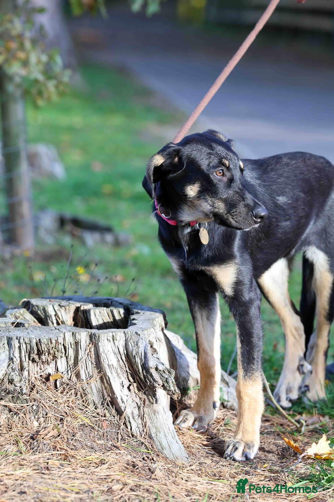 Mixed Breed dogs for adoption: Sweet Stella - reserved - Advert 18