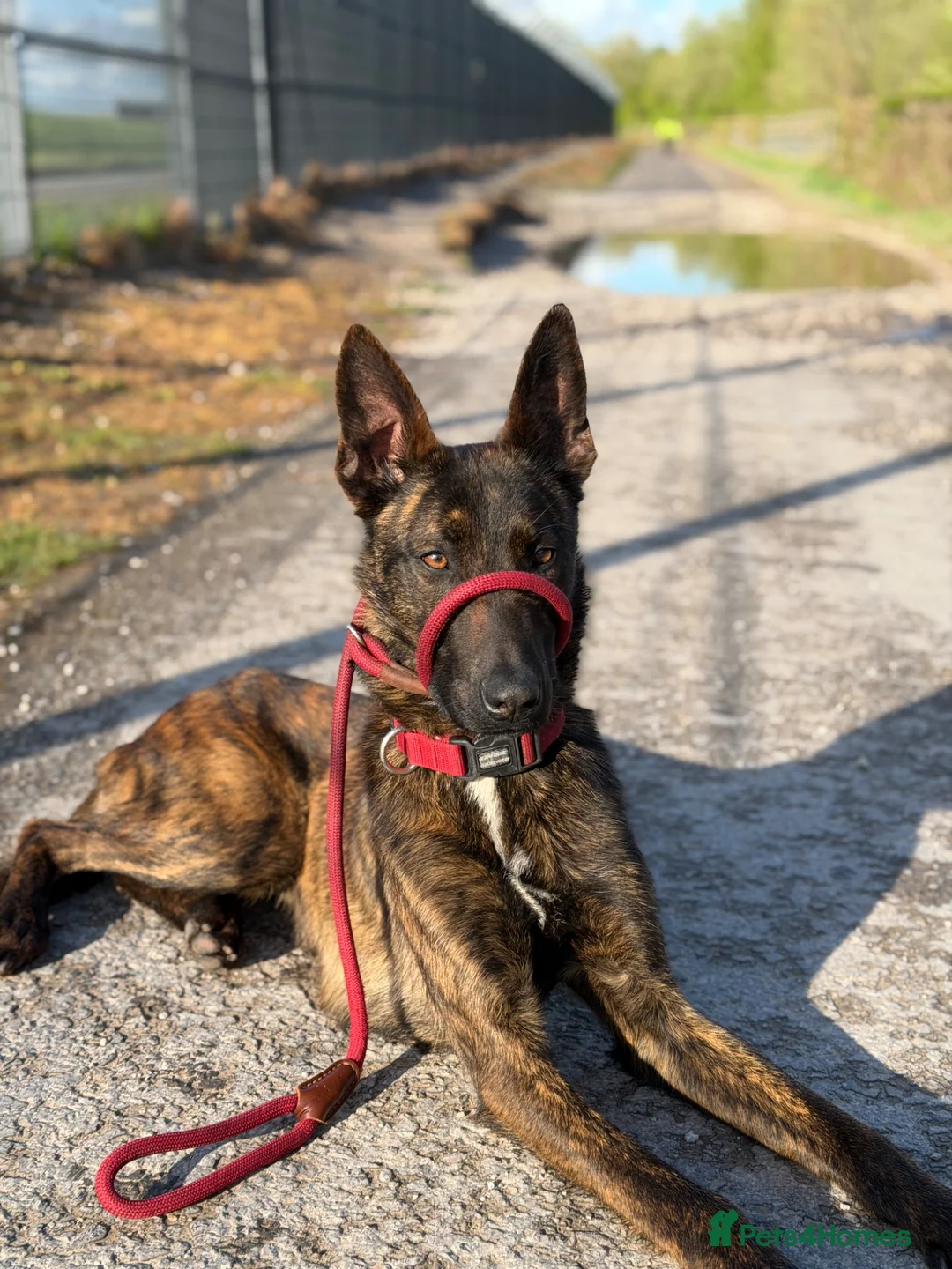 Belgian Shepherd Dog dogs for stud: KNPV Malinois for stud in Manchester - Advert 1