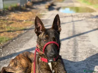 Belgian Shepherd Dog dogs KNPV Malinois for stud - Advert 1