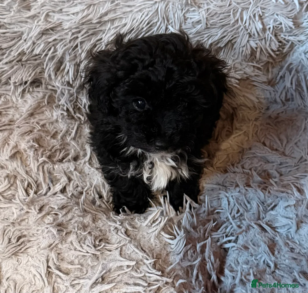 Shihpoo dogs for sale: Shihpoo - Advert 5