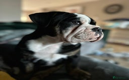 Olde English Bulldogge dogs for stud: Olde English Bulldogge (Black, white and brindle) - Image 29