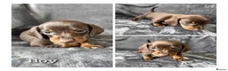Miniature Dachshund dogs for sale: Miniature dachshund puppies  - Advert 3