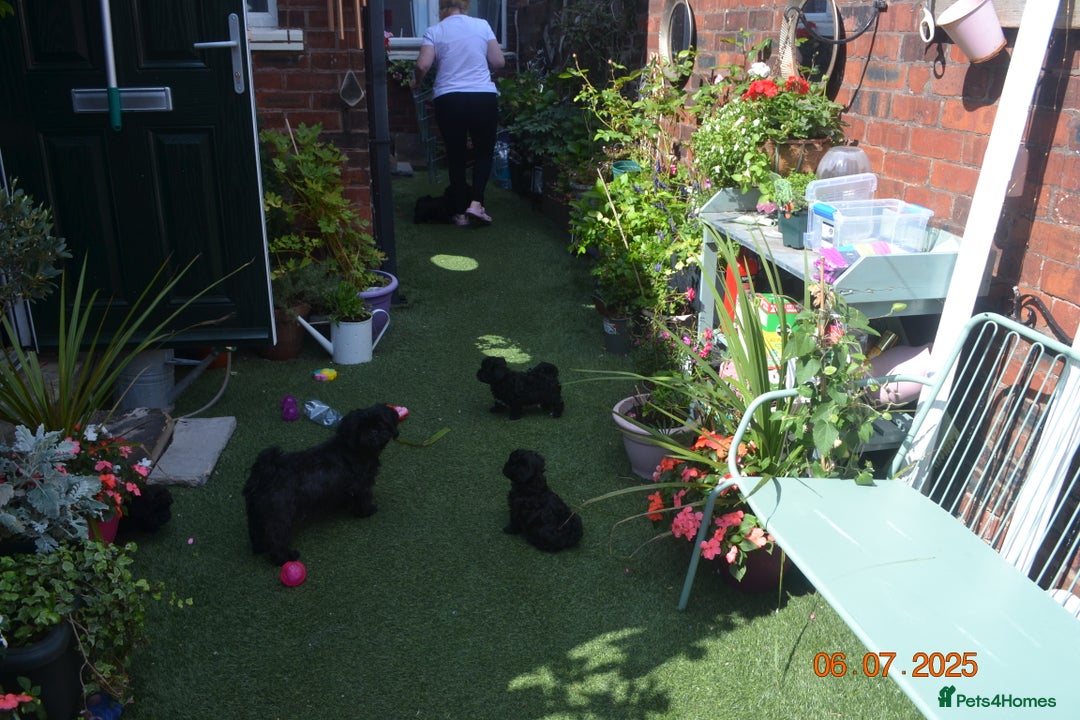 Shihpoo dogs for sale: rare black shipoos - Image 33