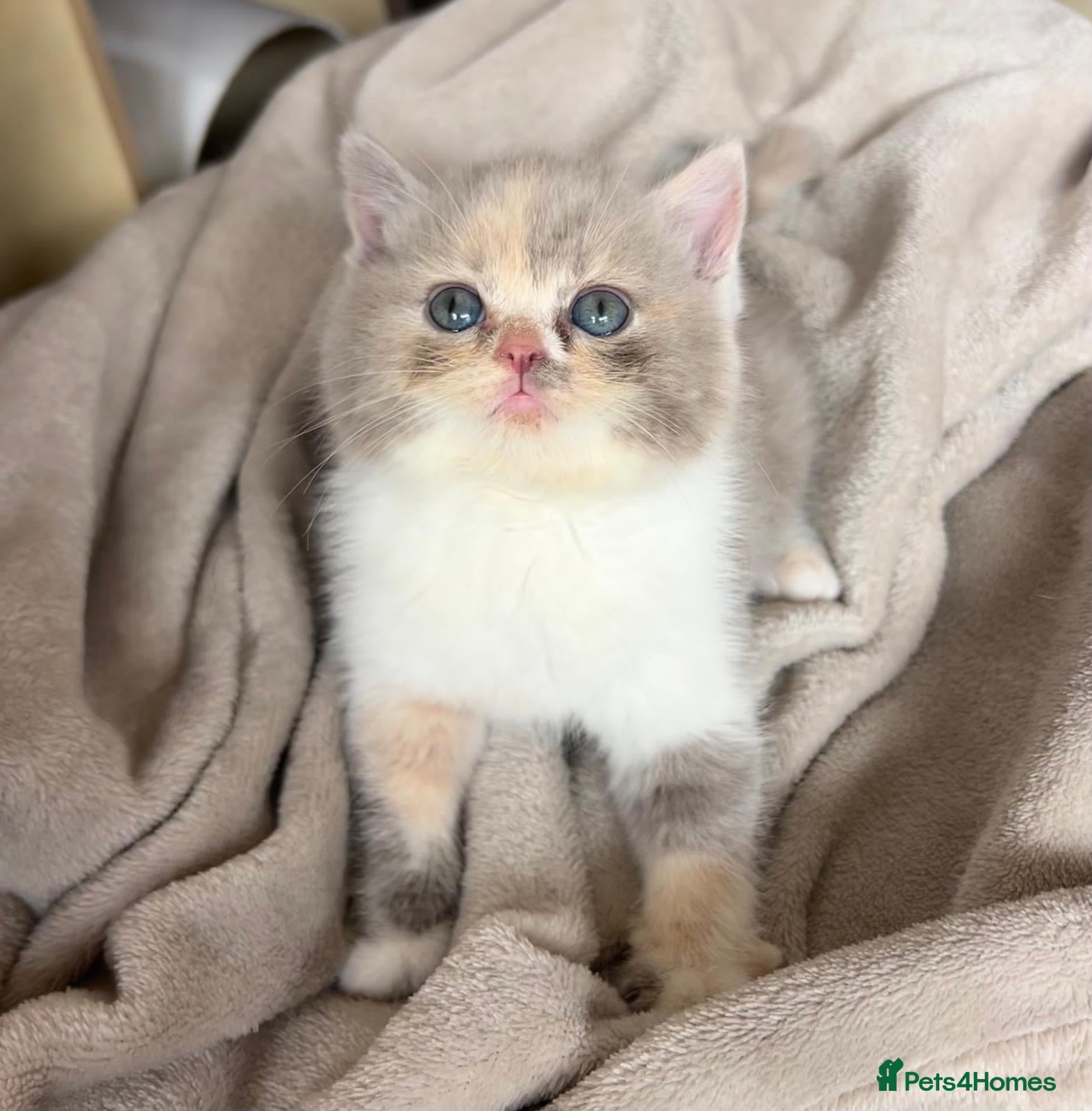 British Shorthair cats Incredible BSH Pedigree 🐾💖 GCCF £1000 - Advert 1
