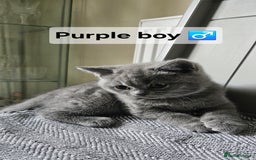 British Shorthair cats for sale: Beautiful Pedigree British short hair kittens🐈 in Buckhurst Hill - Image 11