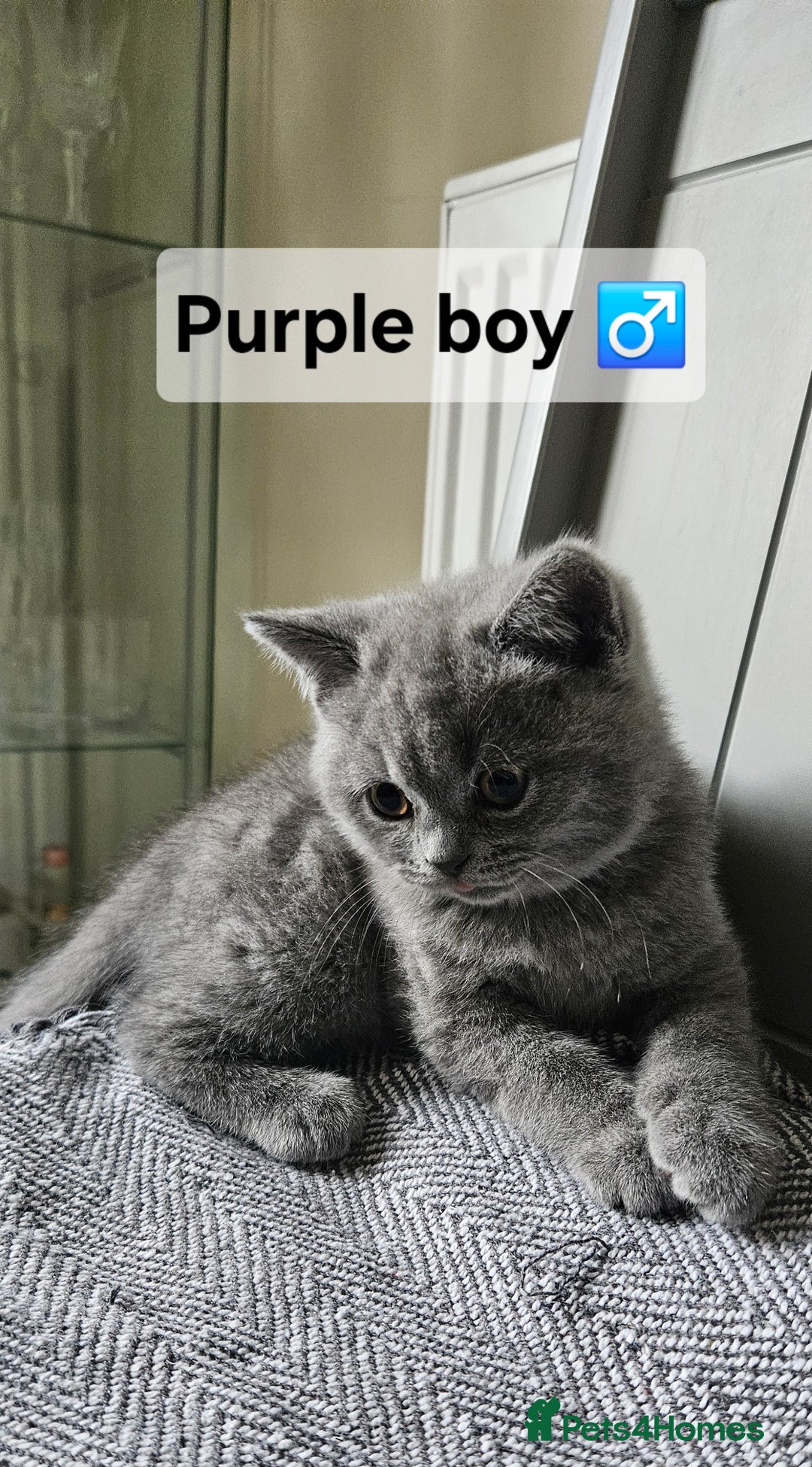 British Shorthair cats for sale: Beautiful Pedigree British short hair kittens🐈 in Buckhurst Hill - Image 11