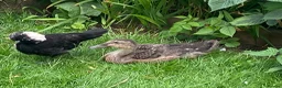 Ducks poultry for sale: Trio of Indian runner ducks - Advert 3