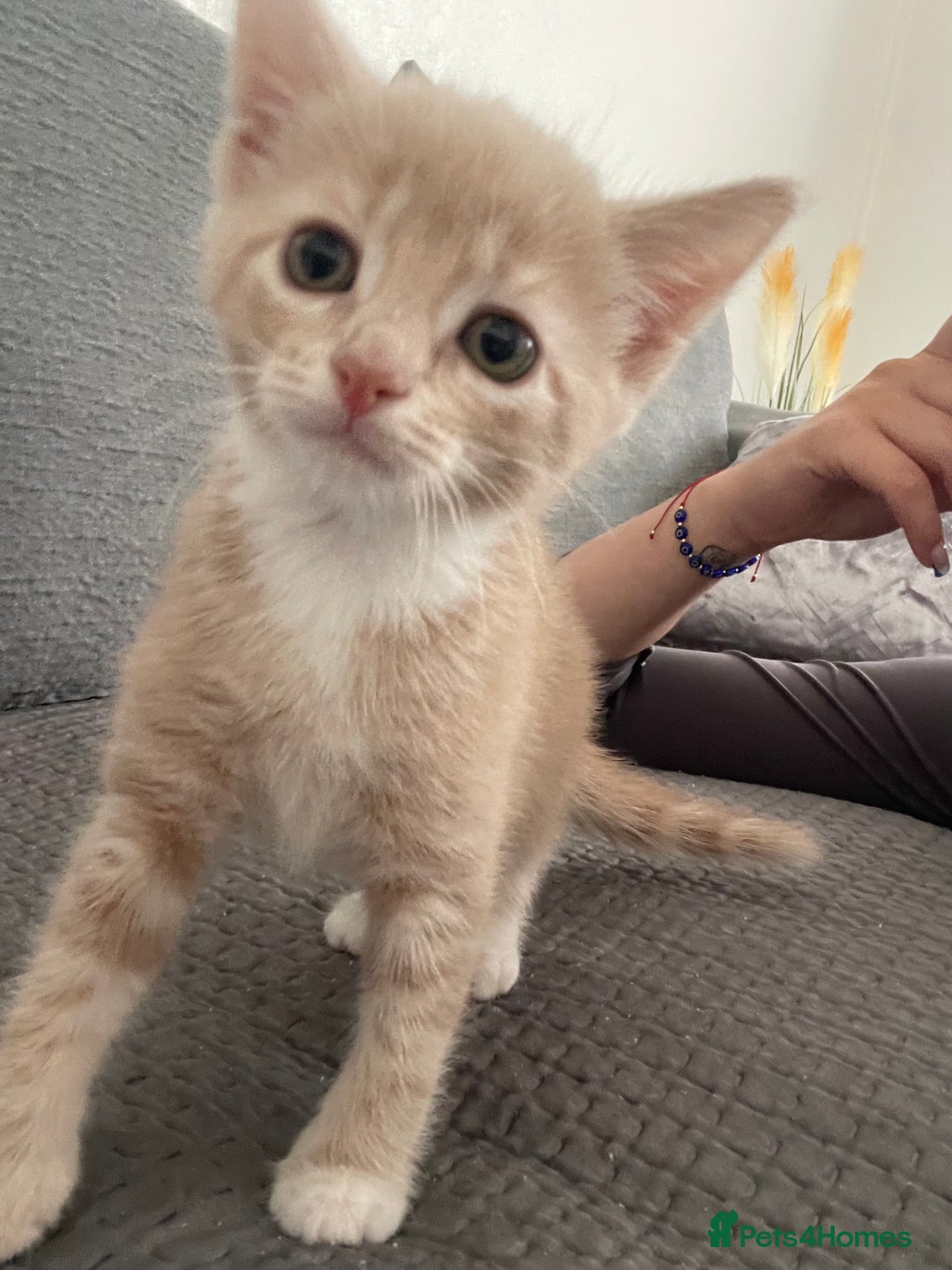 Mixed Breed cats for sale: Kittens for sale  - Image 7