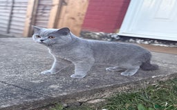 British Shorthair cats for sale: British shorthair Active 💙🐱 - Image 5