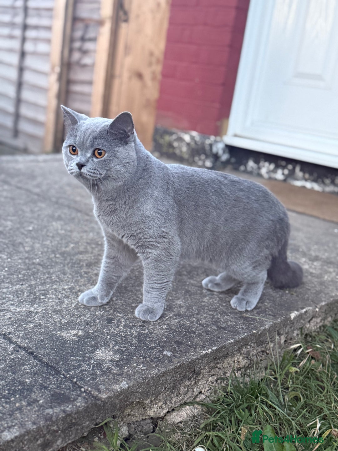 British Shorthair cats for sale: British shorthair Active 💙🐱 - Image 5