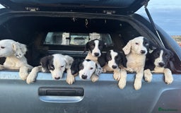 Mixed Breed dogs for sale: Springer cross collie  - Image 18