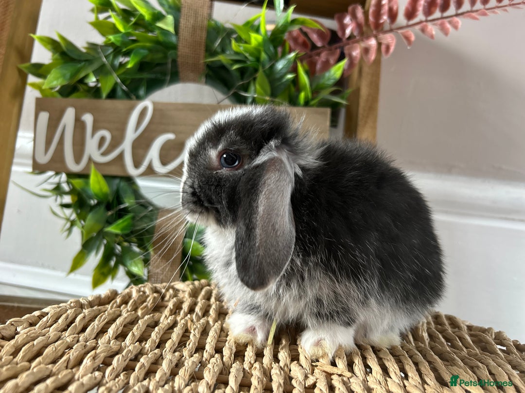 Mini Lop rabbits for sale: Litter of mini lop babies  - Image 20
