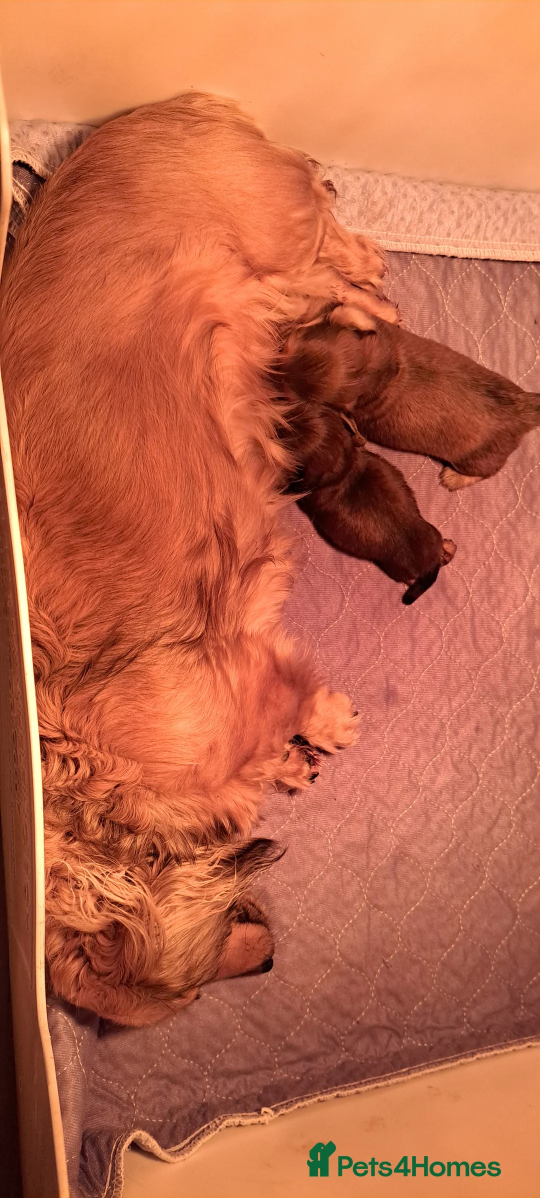 Dachshund dogs for sale: Miniature dachshund shaded cream girls - Advert 2