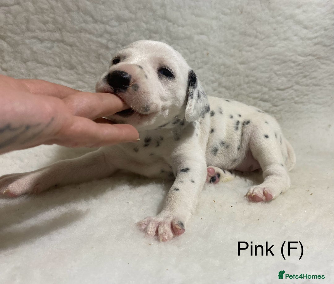 Dalmatian dogs for sale: Stunning KC dalmation puppies for sale! - Image 14