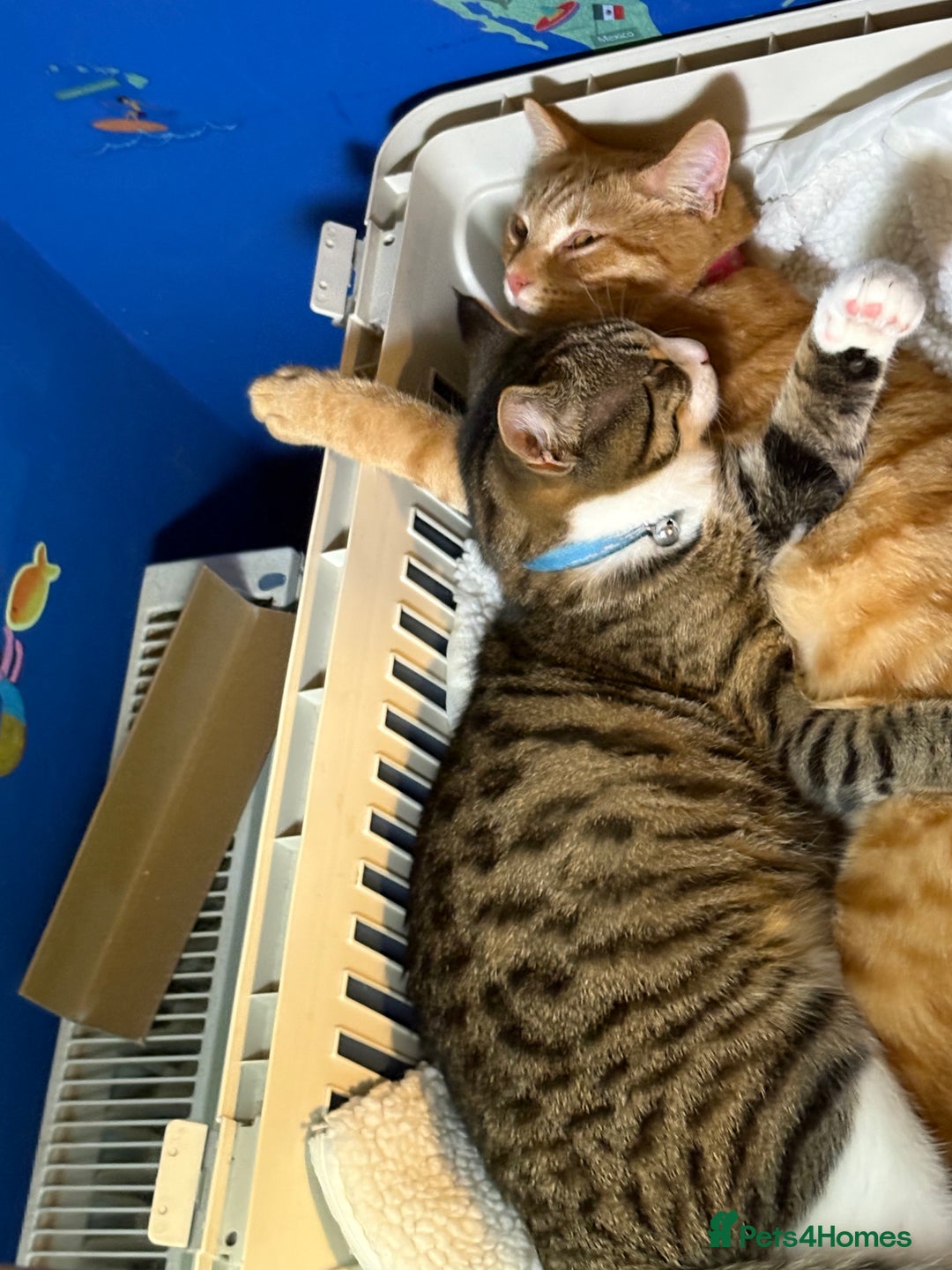 Domestic Shorthair cats for sale: Handsome 6 month old tabby and white male. - Advert 4