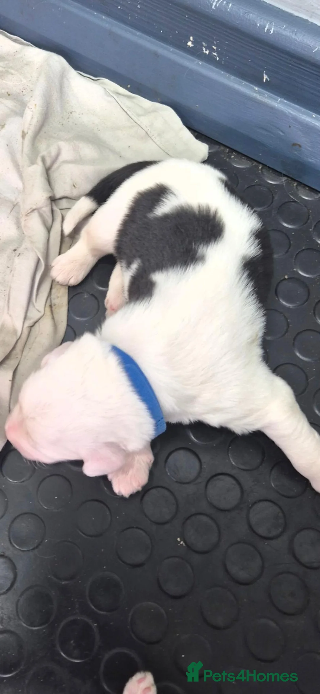 Old English Sheepdog dogs for sale: Old english sheepdog  - Advert 2