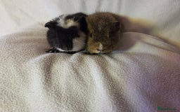 Guinea Pig rodents for sale: Pure breed Teddy Boys  - Image 6