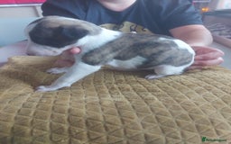 Whippet dogs for sale: Whippet Puppies - Image 18