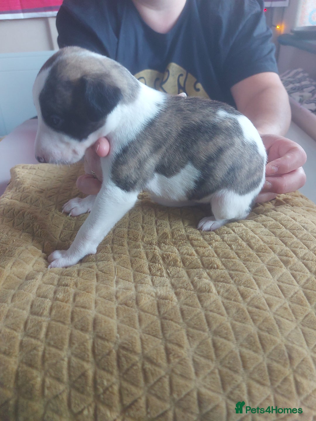 Whippet dogs for sale: Whippet Puppies - Image 18
