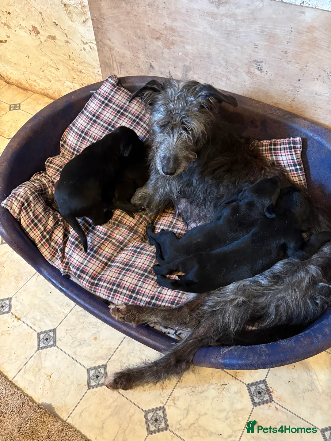 Mixed Breed dogs for sale: Whippet x Bedlington x Huntaway - Advert 2