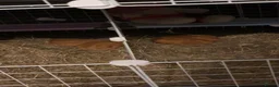 Guinea Pig rodents for sale: Trio of female guinea pigs looking for a new home - Advert 7