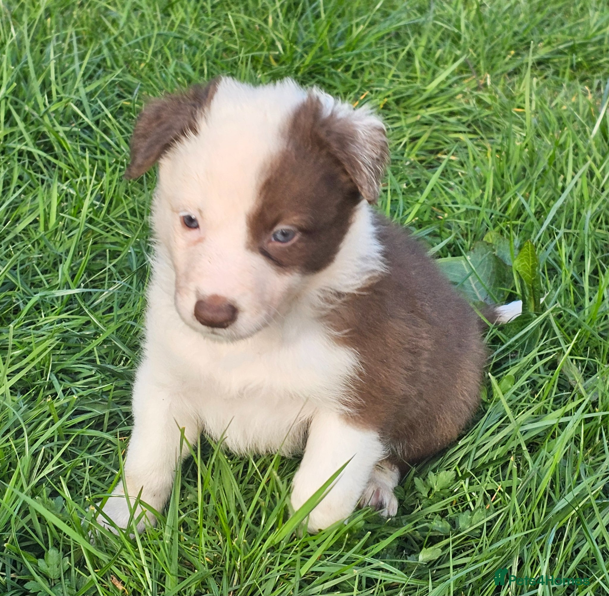 Border Collie dogs Red Merle and Red/white border collie pups - Advert 1