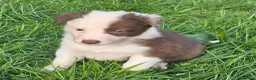 Border Collie dogs for sale: Red Merle and Red/white border collie pups - Advert 9