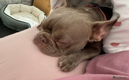 French Bulldog dogs for sale: French bulldog  - Advert 3