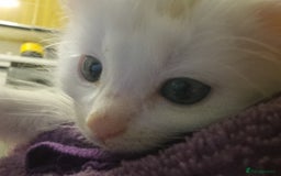Mixed Breed cats for sale: Adorable Kittens looking for Their Forever Home - Image 8