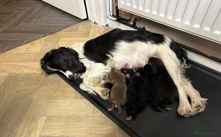 Cockalier dogs in Pontypool - Advert 1