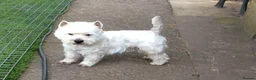 West Highland Terrier dogs for stud: Quality proven stud dogs in Doncaster - Advert 8