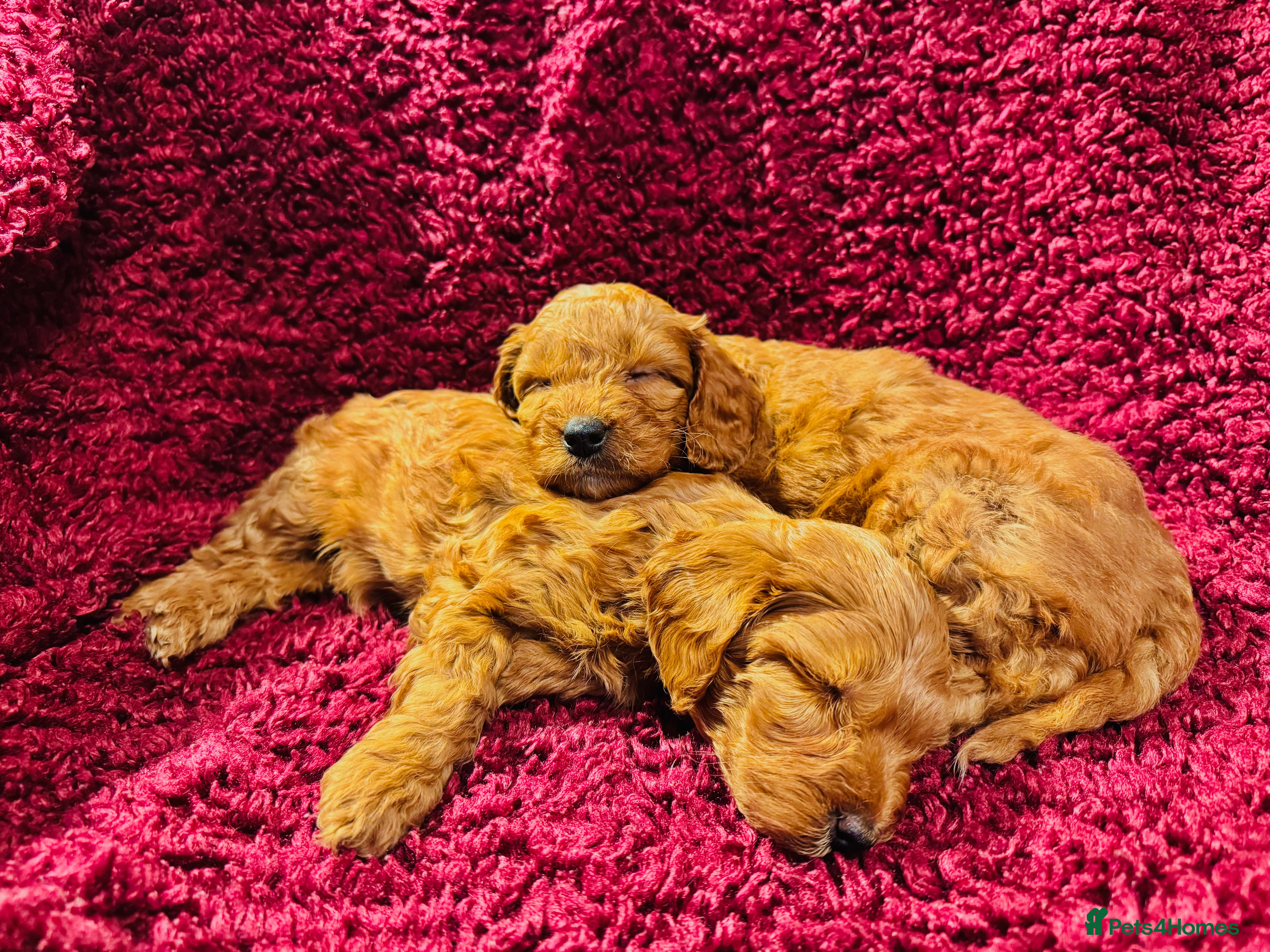 Cockapoo dogs Final 2 Fox Red Girls! Beautiful Cockapoo Pups ✨🐾 - Advert 1