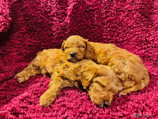 Cockapoo dogs Final 2 Fox Red Girls! Beautiful Cockapoo Pups ✨🐾 - Advert 1