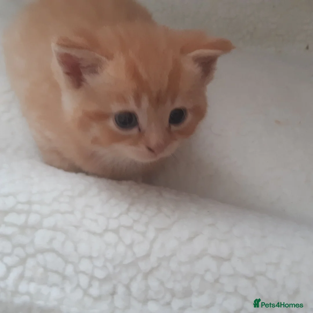 Persian cats for sale: Male Persian kittens - Advert 2