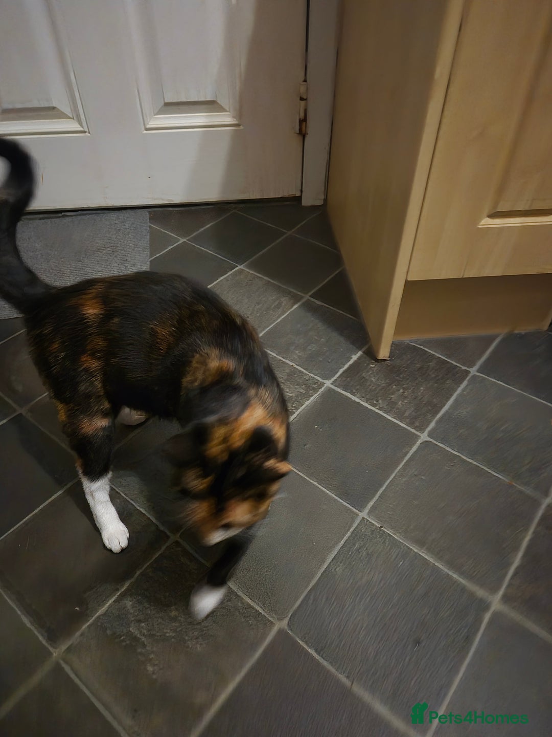 Domestic Shorthair cats for sale: Kittens ready for their forever home  - Advert 1