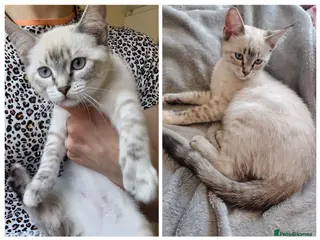 Mixed Breed cats 1 girl left lynx point - BLUE eyed ragdoll mix - Advert 2