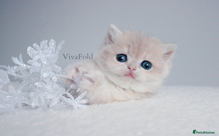 British Shorthair cats ✨Luxurious Premium Kittens ✨ - Advert 6