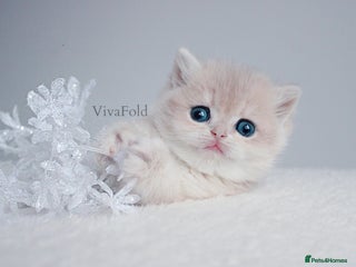 British Shorthair cats ✨Luxurious Premium Kittens ✨ - Advert 6