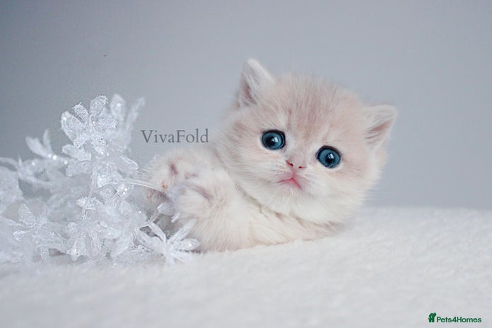 British Shorthair cats ✨Luxurious Premium Kittens ✨ - Advert 2