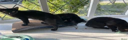 Mixed Breed cats for sale: One male one female - Advert 6